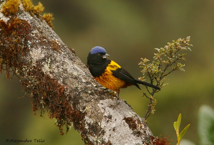 Golden-backed Mountain-Tanager, Bosque Unchog -®Alejandro Tello