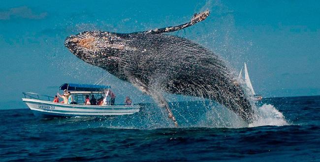 imagenes-de-ballenas-yubarta-1